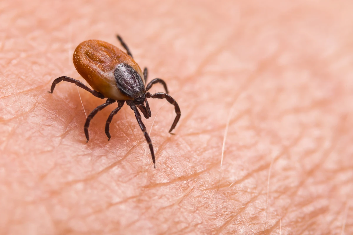 can you die from Lyme disease